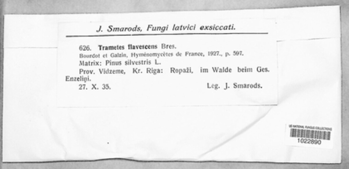 Diplomitoporus flavescens image